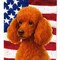 Edge Collections - 11.25" X 15.50" - Multicolor - Miniature Poodle Patriotic Garden Flag - 1 Piece